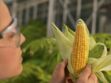 Une étiquette « sans OGM » sur les produits alimentaires