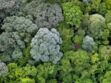 Déforestation : Casino renonce à l'huile de palme dans ses produits