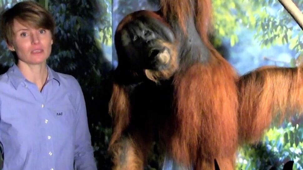 Sabrina Krief, primatologue, se bat pour les grands singes