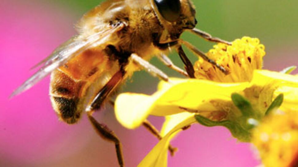 Menace sur les abeilles