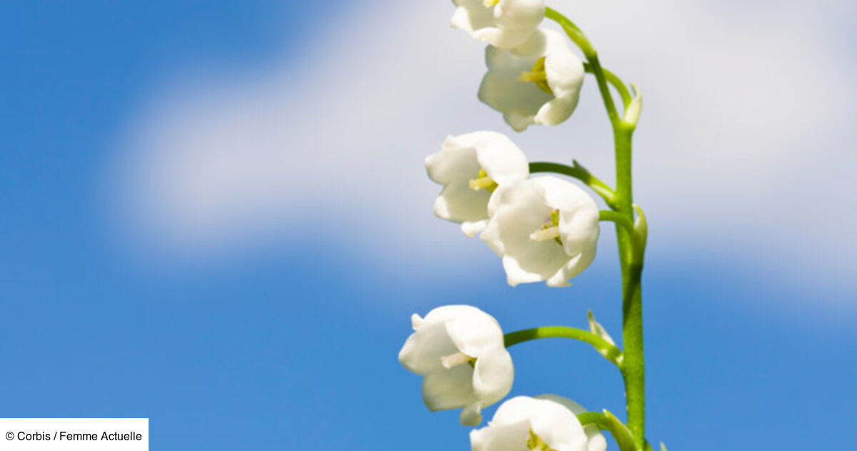 Comment envoyer un brin de muguet virtuel pour le 1er mai ? Femme — free download