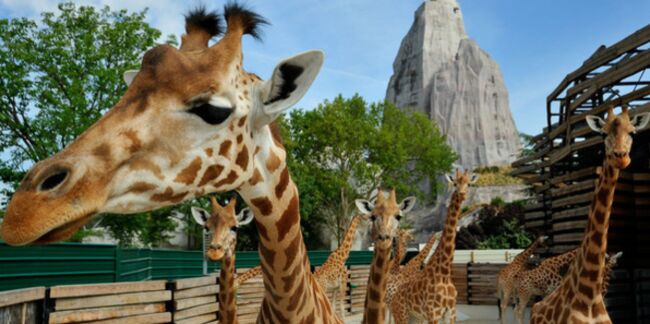 Soigneuse de girafes au zoo de Vincennes