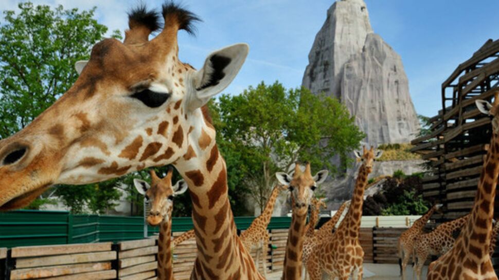 Soigneuse de girafes au zoo de Vincennes