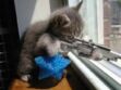 #BrusselsLockdown : des chats pour combattre le terrorisme