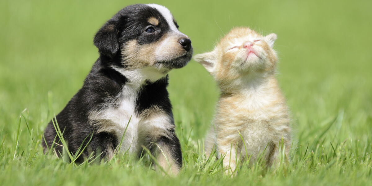 Les Chats Sont Superieurs Aux Chiens Et C Est La Science Qui Le Dit Femme Actuelle Le Mag