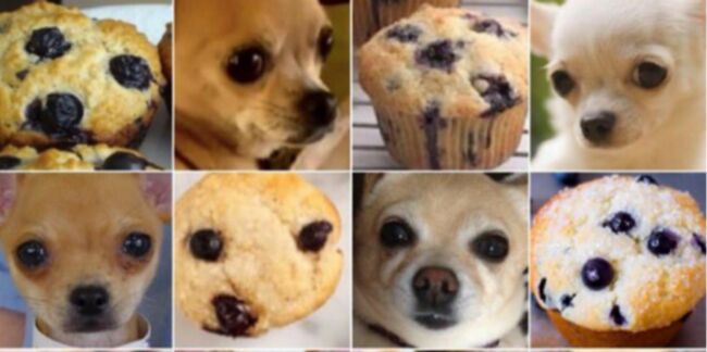 Chihuahua ou muffin? Le jeu qui fait fureur sur Internet