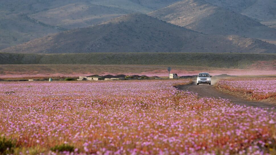 Chili : des millions de fleurs recouvrent le désert le plus aride du monde