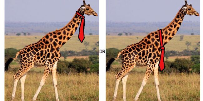 La question du jour : comment une girafe doit-elle porter la cravate?