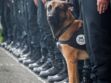 Diesel, la chienne du RAID tuée dans l'assaut de Saint-Denis