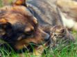 Privé de contrats aidés, un refuge redoute l'euthanasie des animaux