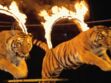 Faut-il interdire les spectacles d'animaux au cirque? La polémique enfle