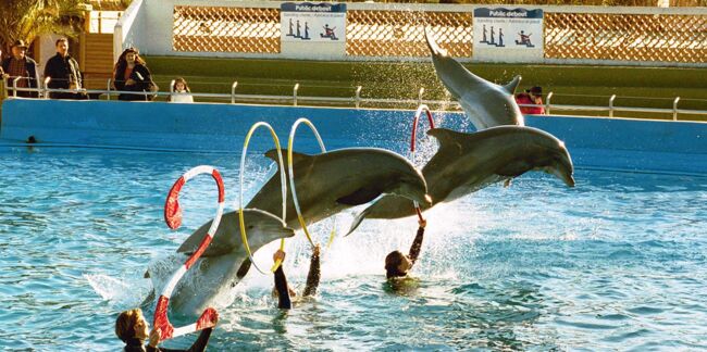 L'interdiction de la reproduction des dauphins en captivité confirmée par le Conseil d'Etat