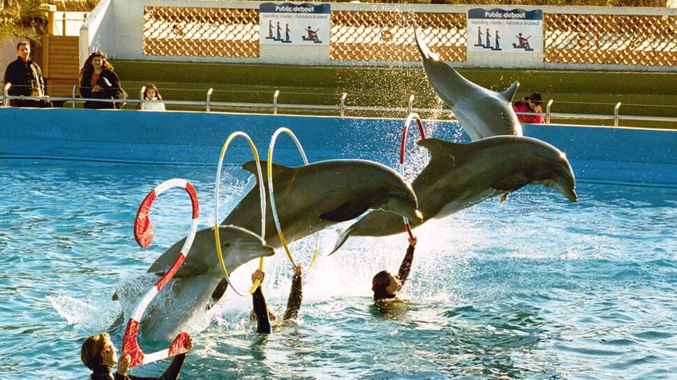 L'interdiction de la reproduction des dauphins en captivité confirmée par le Conseil d'Etat