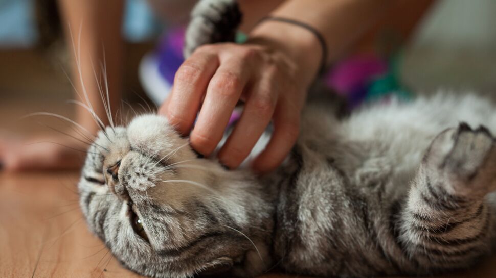Job de rêve : une clinique vétérinaire recherche un câlineur pour chats