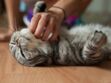 Job de rêve : une clinique vétérinaire recherche un câlineur pour chats