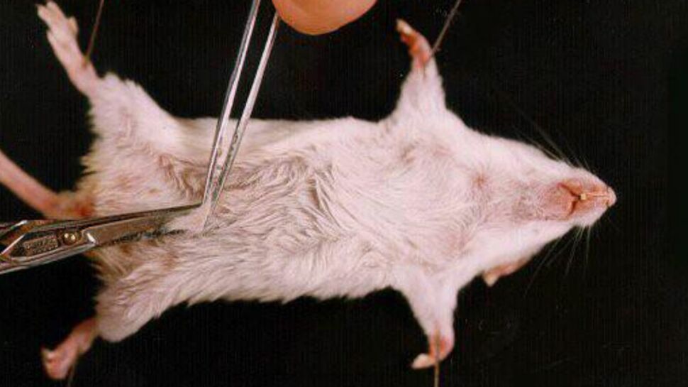La dissection de souris de nouveau au programme de SVT
