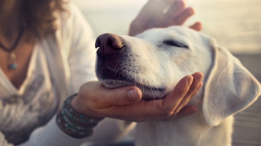 Insolite : vous pouvez désormais emprunter un chien sur internet 