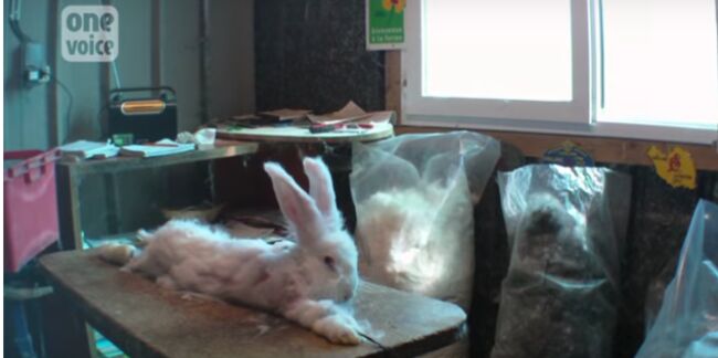 Vidéo : les élevages de lapin angora pointés du doigt
