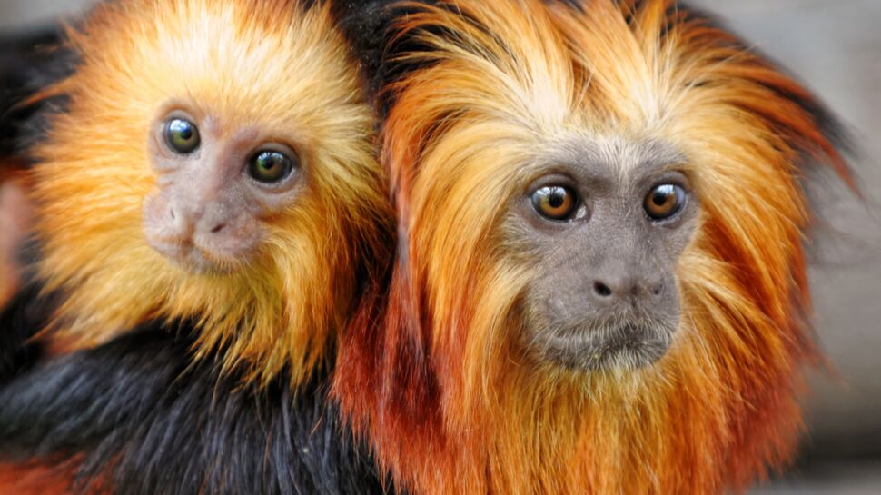 Zoo de Beauval : mobilisation sur le web après le vol de 17 singes rares