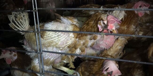 Les effroyables conditions d'élevage des poules des oeufs Matines (vidéo)