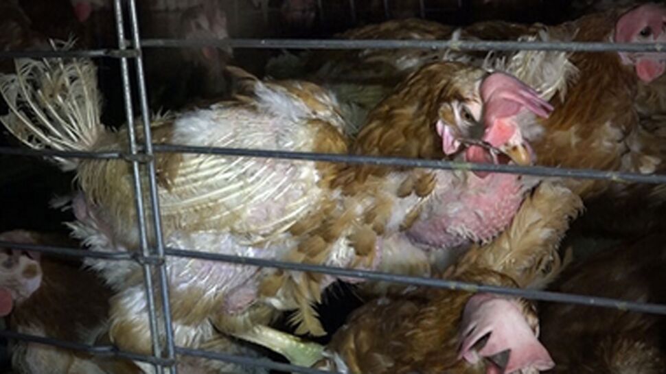 Les effroyables conditions d'élevage des poules des oeufs Matines (vidéo)