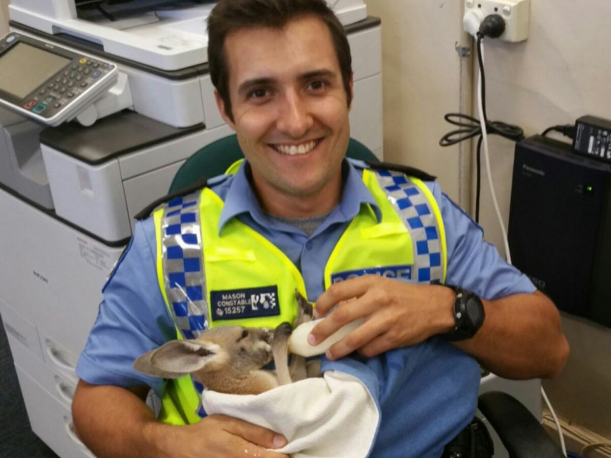 Trop Mignon Un Policier Adopte Un Bebe Kangourou Femme Actuelle Le Mag