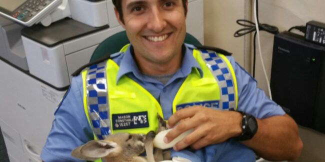 Trop mignon: un policier adopte un bébé kangourou