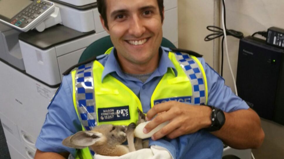 Trop mignon: un policier adopte un bébé kangourou