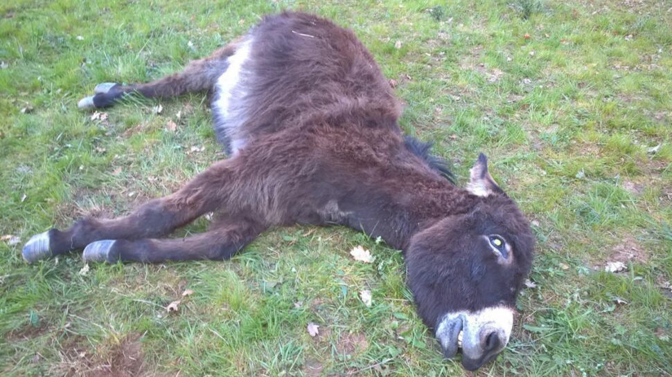 Rhônes : Un âne abattu d'une balle en pleine tête