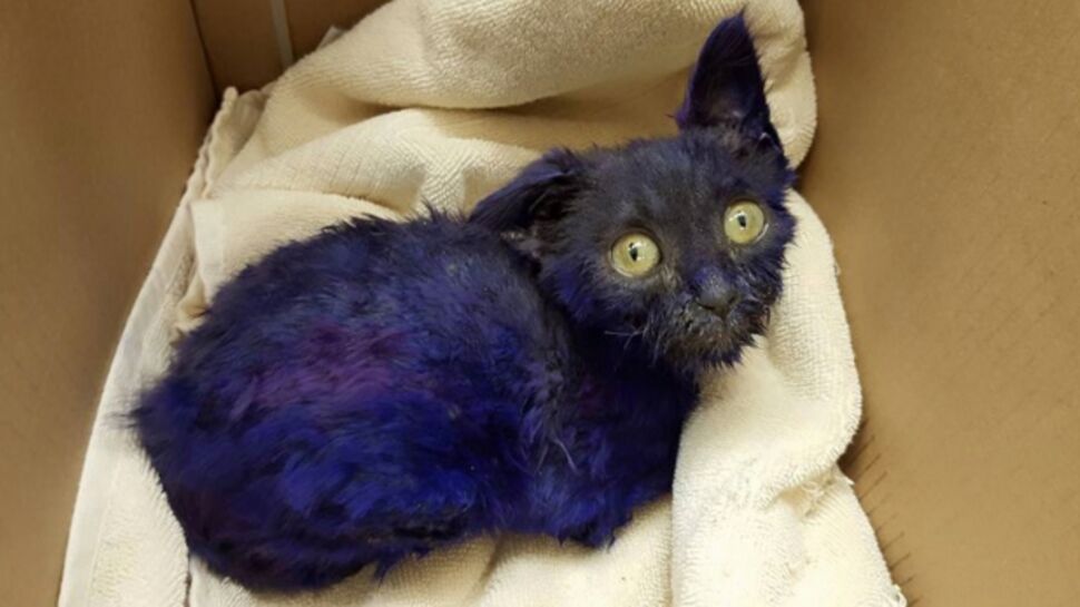 Smurf, le chaton peint en violet qui servait de "jouet à mâcher"