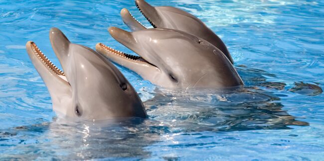 Scandaleux : trois dauphins "livrés" en avion par Fed Ex
