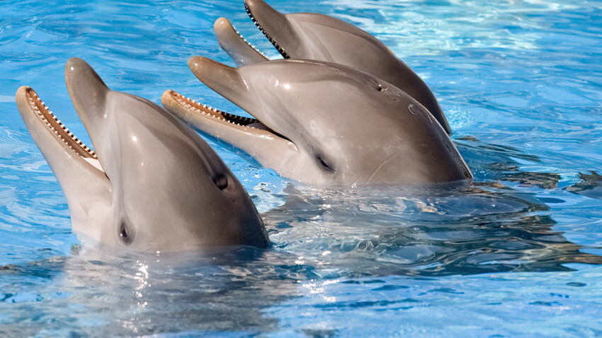 Scandaleux Trois Dauphins Livres En Avion Par Fed Ex Femme Actuelle Le Mag