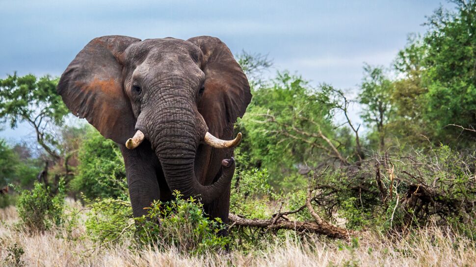 Un chasseur d’éléphant meurt piétiné par sa proie