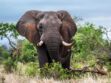Un chasseur d’éléphant meurt piétiné par sa proie