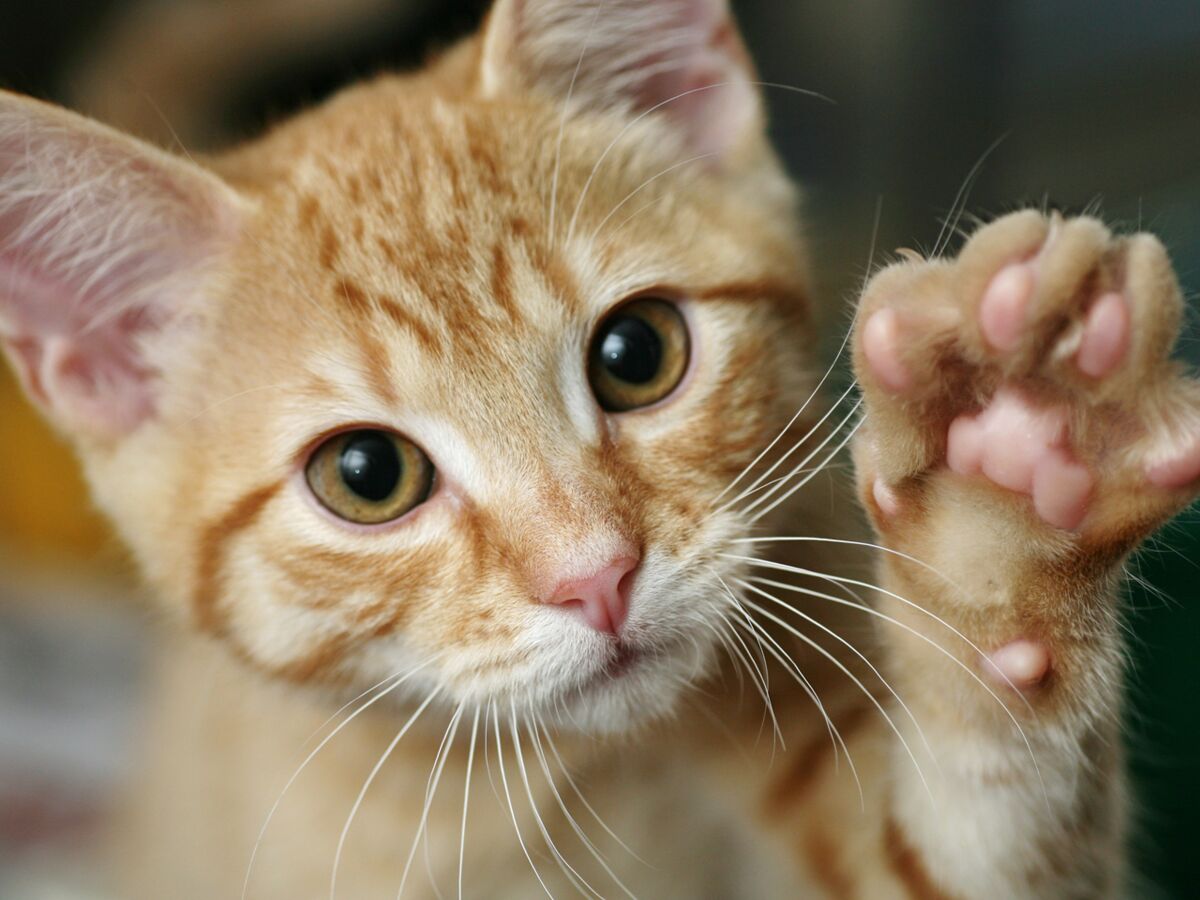 Video Ce Chat Adorable Utilise Le Langage Des Signes Pour Communiquer Avec Son Maitre Malentendant Femme Actuelle Le Mag Video Ce Chat Adorable Utilise Le Langage Des Signes Pour Communiquer Avec Son Maitre Malentendant Femme Actuelle Le Mag