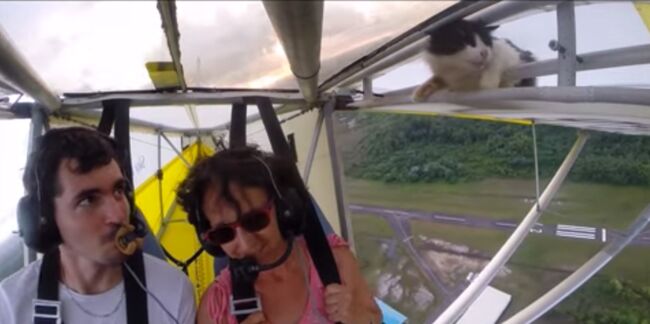 Vidéo incroyable : un chat s’offre un baptême de l’air en ULM !
