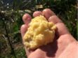 (VIDEO) Finistère : le beurre coule à flot