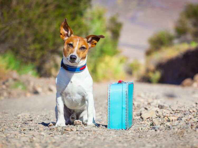 Quel site pour garder des animaux ?