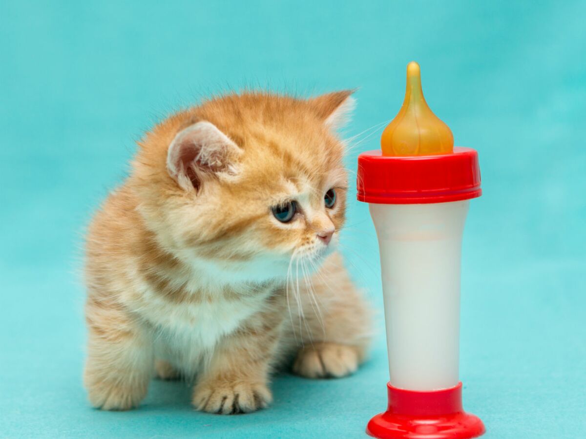 Nourrir un chaton: alimentation du chaton - 4 à 12 mois - Wikichat