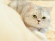 5 infos étonnantes sur les sens du chat