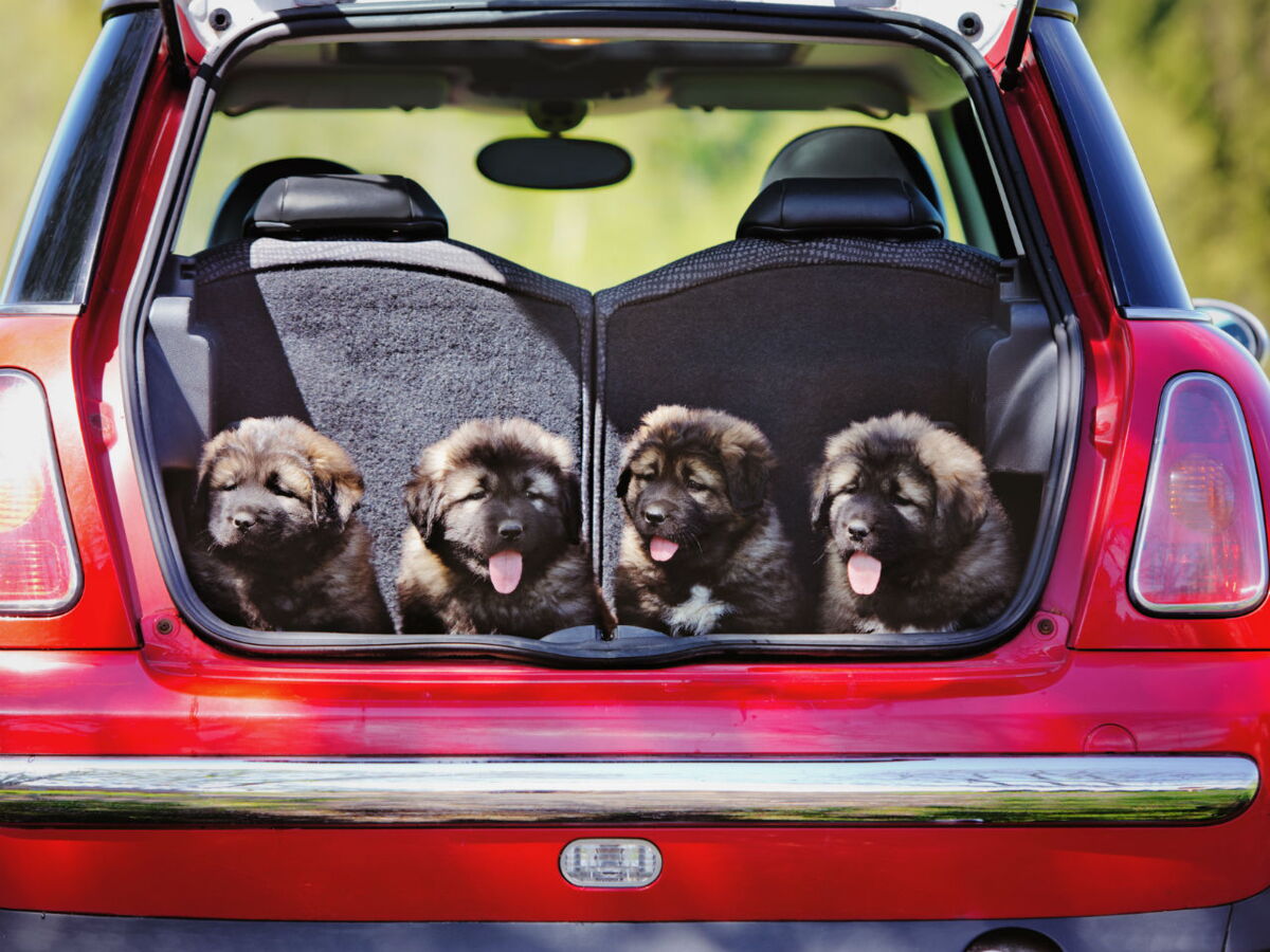 5 Trucs Pour Voyager Zen Avec Mon Chien Femme Actuelle Le Mag