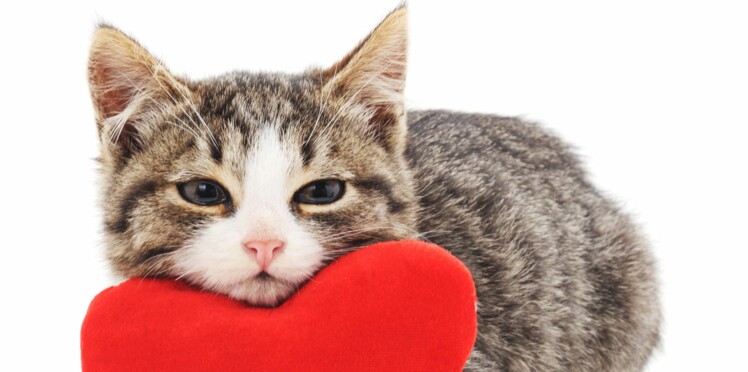 6 Conseils Pour Bien Adopter Un Chat Femme Actuelle Le Mag