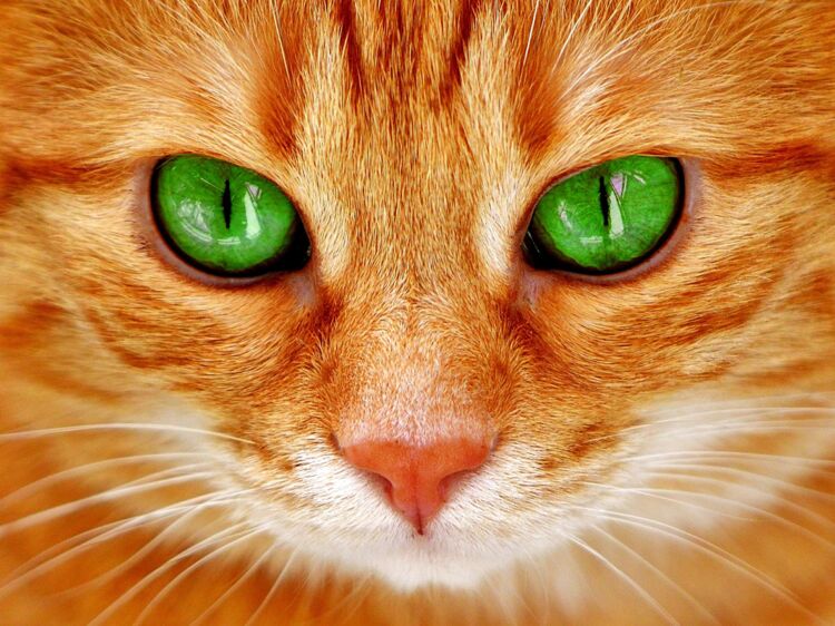 chatte sucer pic
