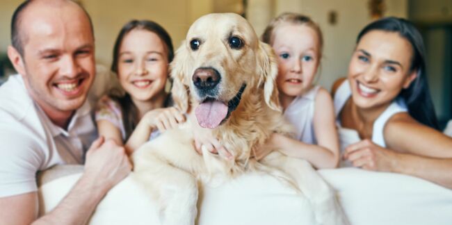 5 bonnes raisons d'adopter un chien adulte