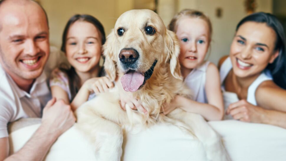 5 bonnes raisons d'adopter un chien adulte