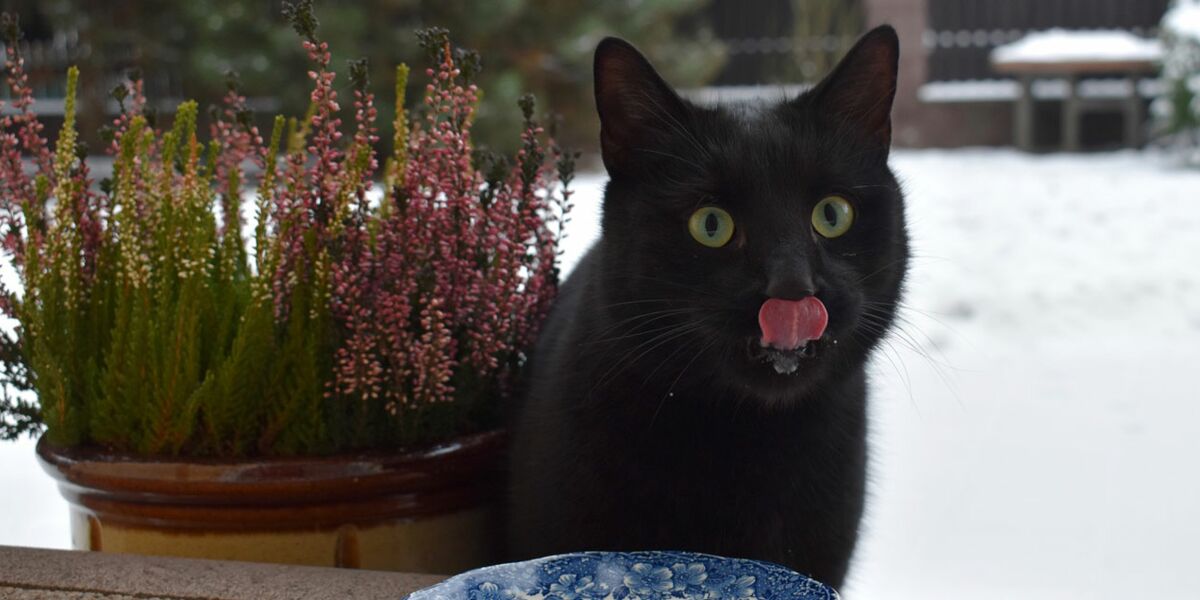 Alimentation Du Chat Je Cuisine Pour Nous Deux Femme Actuelle Le Mag