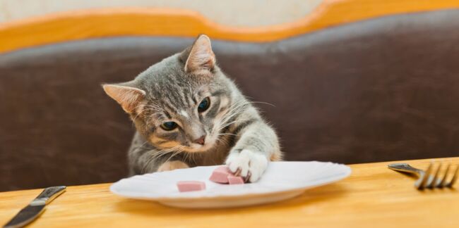 L'appétit du chat en 8 questions