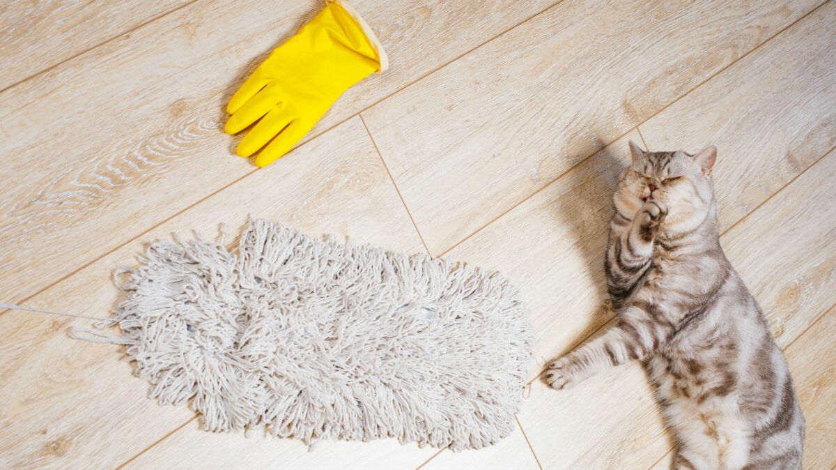 Comment éliminer une odeur d'urine de chat ou de chien ? : Femme Actuelle  Le MAG