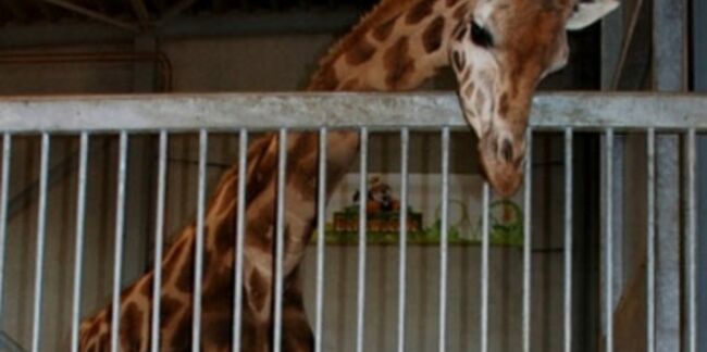 Bienvenue au bébé girafe