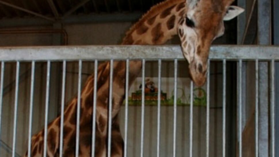 Bienvenue au bébé girafe